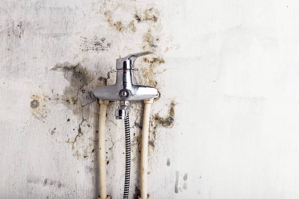 Best Mold Remediation  in Olivehurst, CA