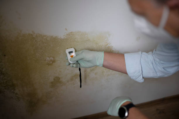 Best Mold Testing  in Olivehurst, CA