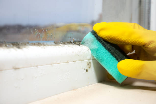 Best Black Mold Removal  in Olivehurst, CA