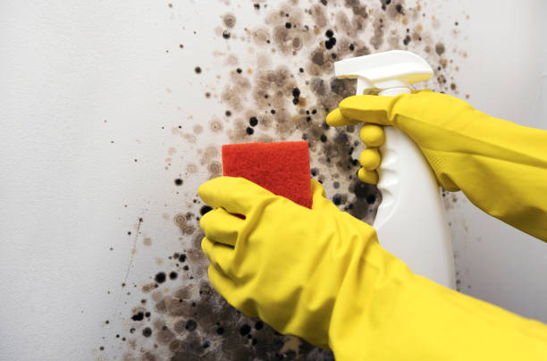 Best Commercial Mold Removal  in Olivehurst, CA