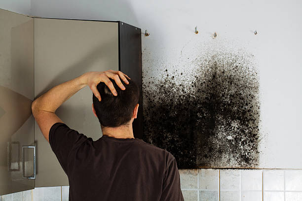 Professional Mold Removal in Olivehurst, CA