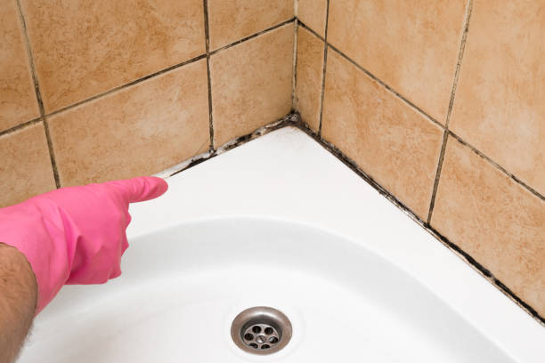 Best Mold Remediation  in Olivehurst, CA