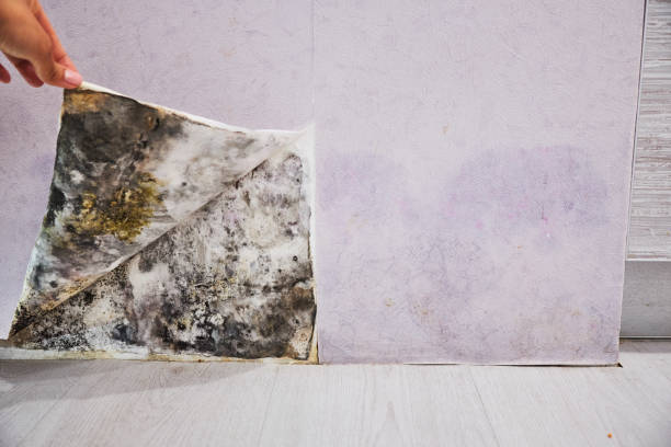 Certified Mold Removal in Olivehurst, CA